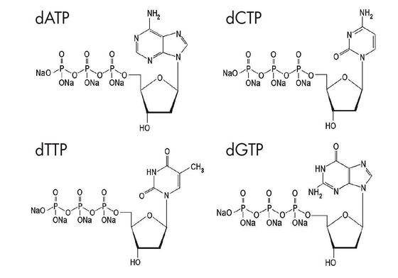 Deoxynucleoside 5 trifosfatos modificó la solución DATP DCTP DGTP DTTP de la mezcla de los nucleótidos DNTP