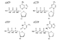 Deoxynucleoside 5 trifosfatos modificó la solución DATP DCTP DGTP DTTP de la mezcla de los nucleótidos DNTP